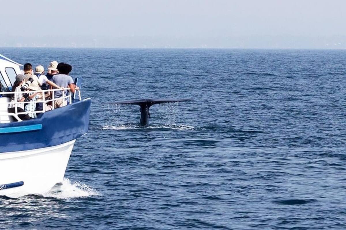 Invitan a disfrutar del avistamiento de ballena gris en Ensenada