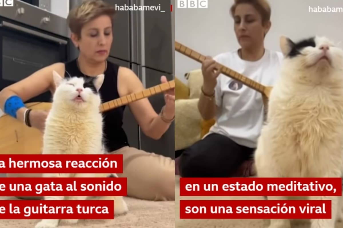 “Es una princesa del Imperio Otomano que dice: ‘Toca, esclava, toca’”: Gato causa sensación por su reacción a la música folclórica turca que toca su dueña