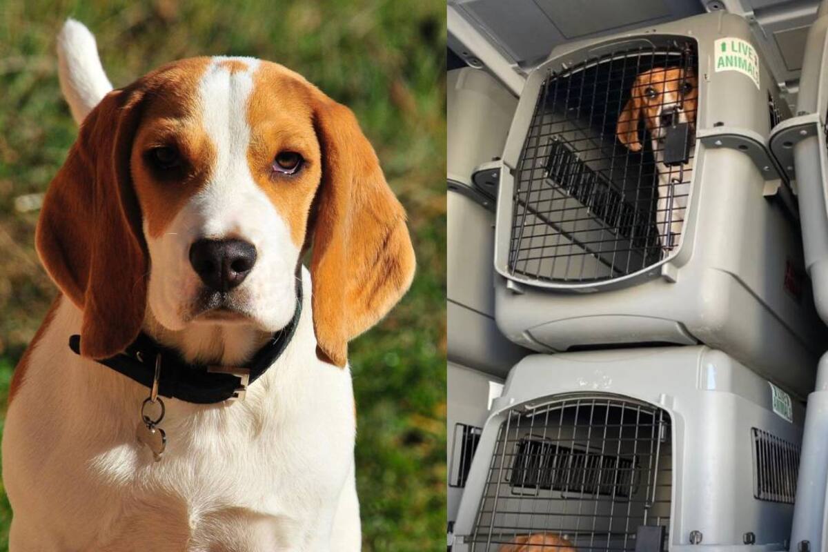 EU: Rescatan alrededor de 4 mil perros beagles en Virginia; estaban sin comer, enfermos y heridos