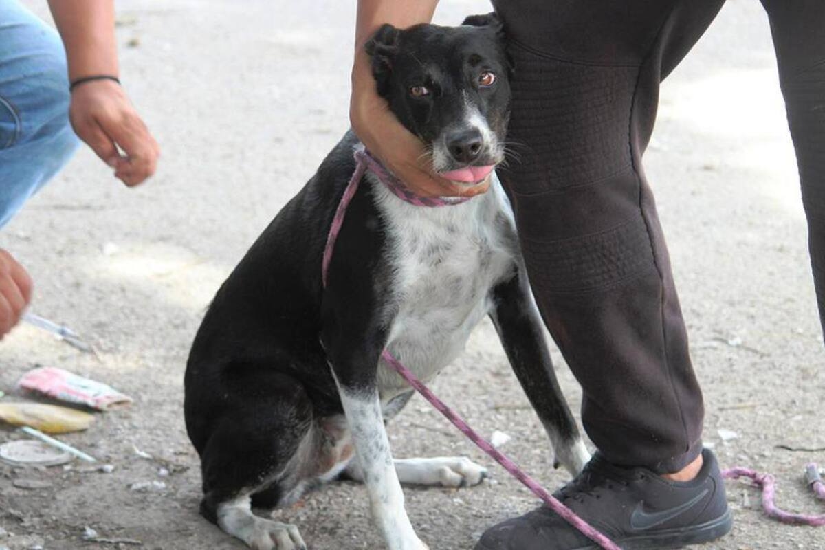 Buscan concientizar a menores de Rosarito sobre el cuidado de animales