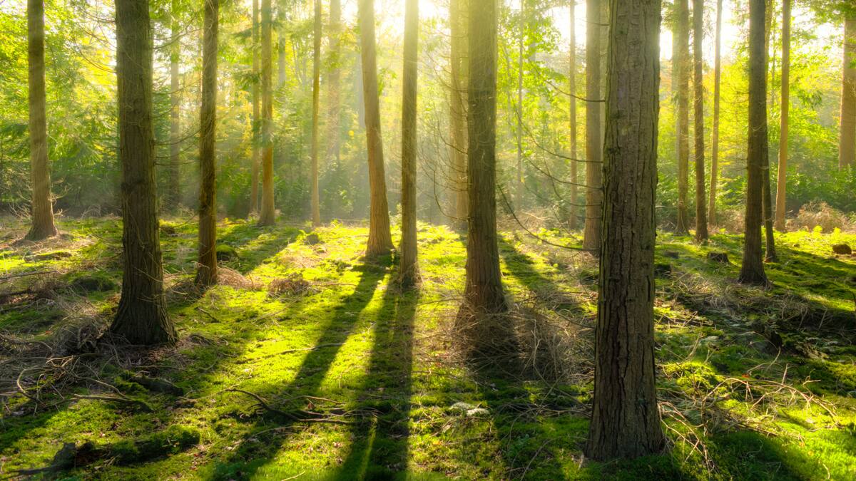 Asalto armado a un banco y a múltiples robos para conseguir provisiones: Así vivía hombre que vivió con sus hijos por tres años en el bosque de Nueva Zelanda y perdió la vida durante un enfrentamiento tras permanecer fugitivo