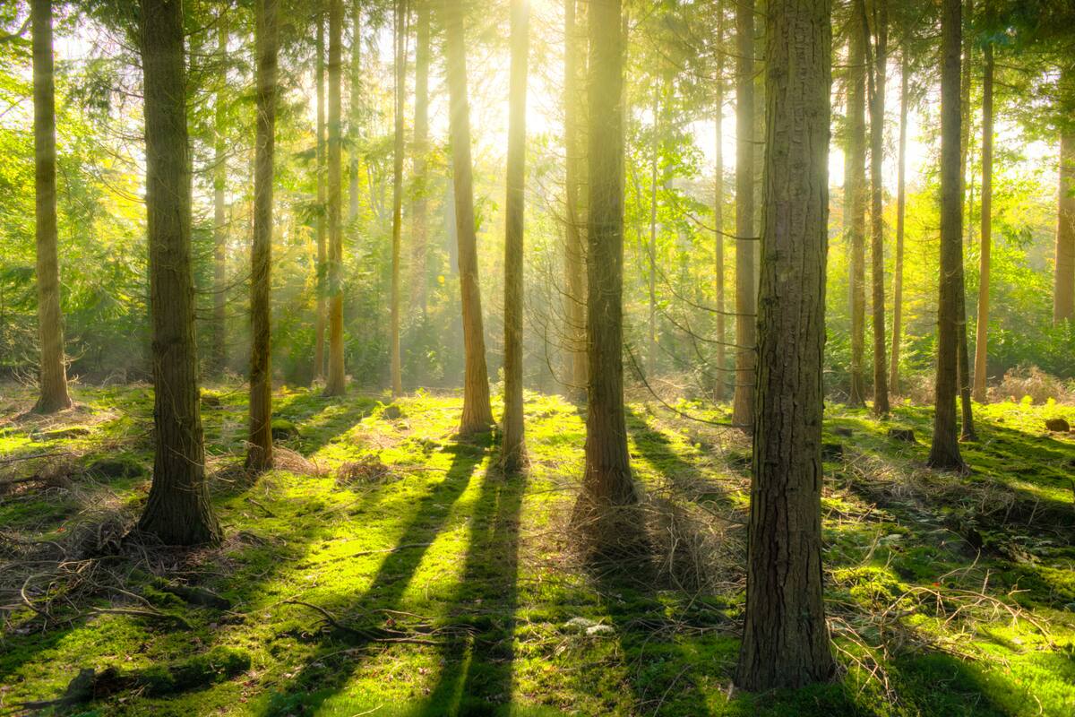 Por qué la reforestación debe ser con la información correcta: Opinión de un ecólogo