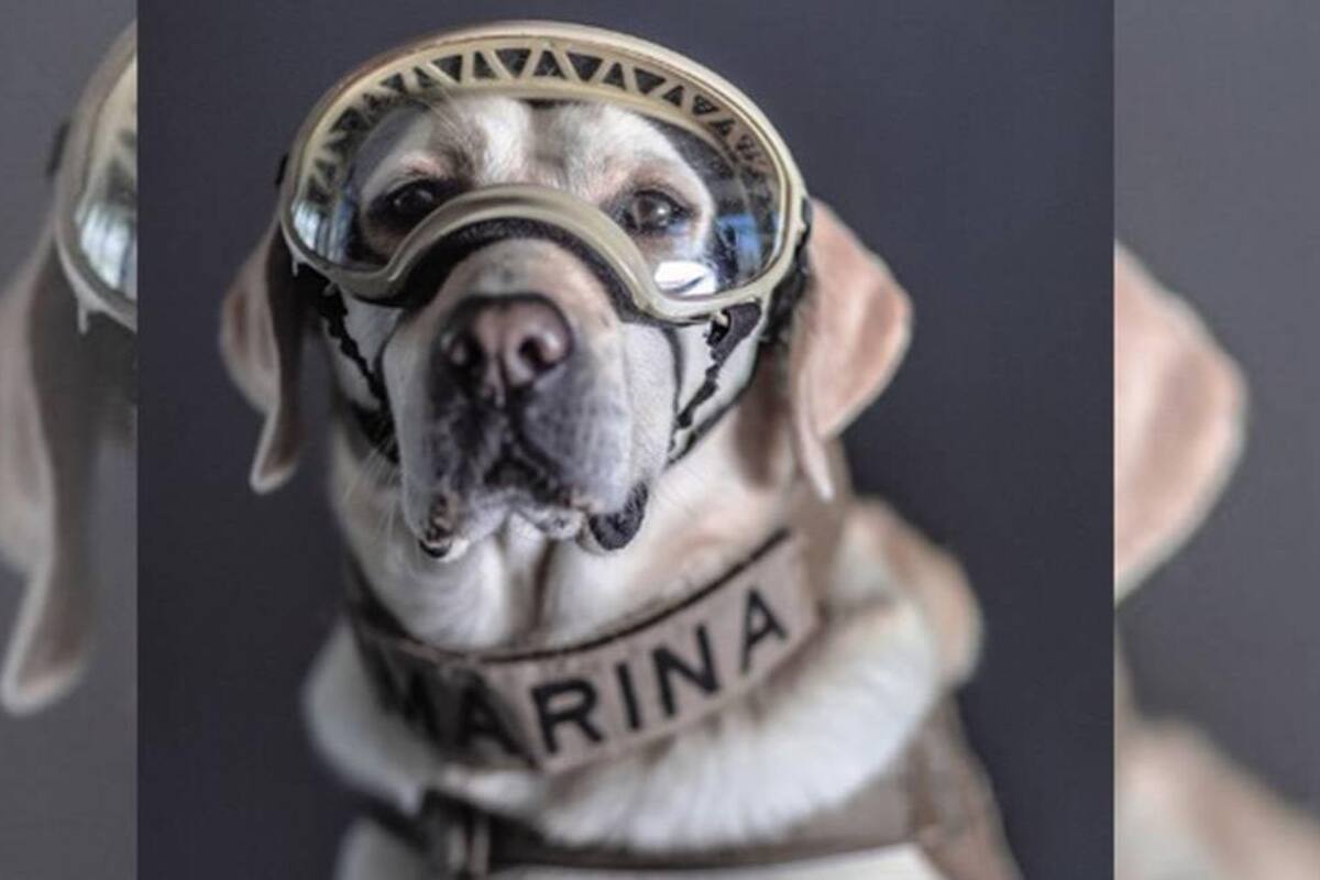 'Frida', perrita rescatista en sismo de 2017, está delicada de salud, reporta Semar