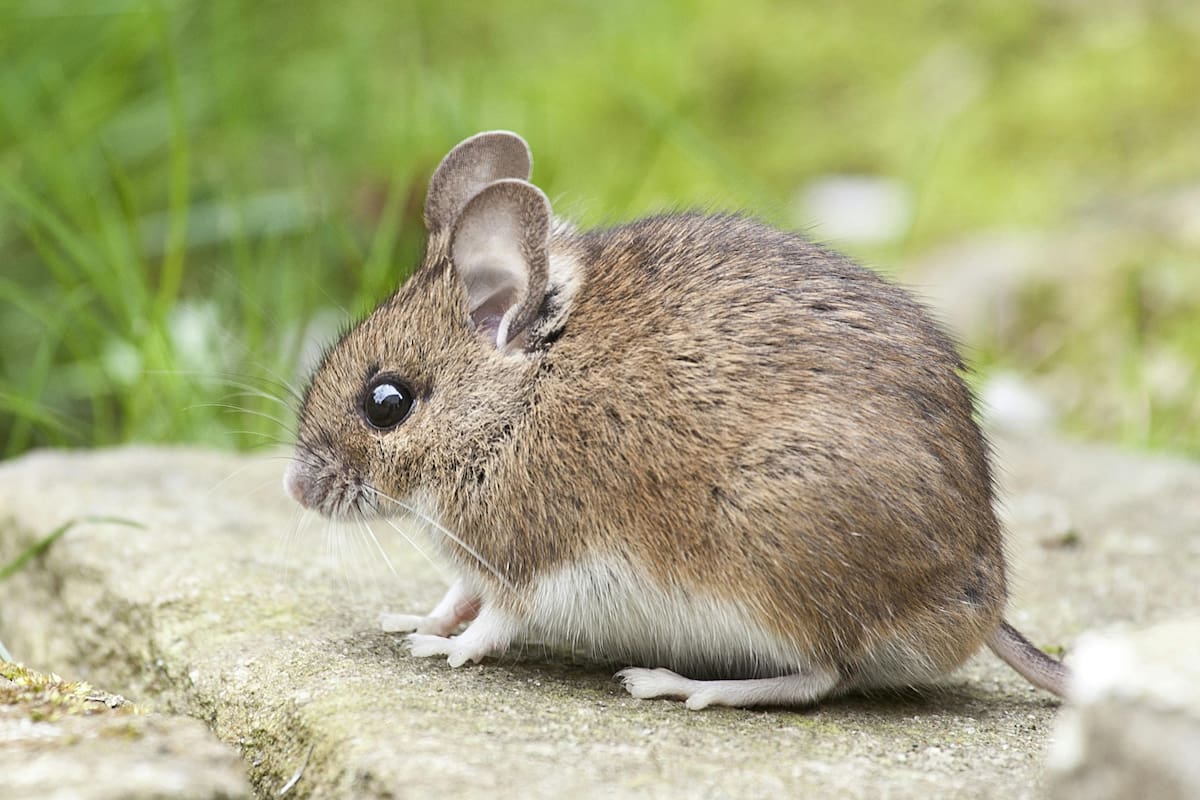 Ratas se comen 15 mil euros en un cajero automático de la India