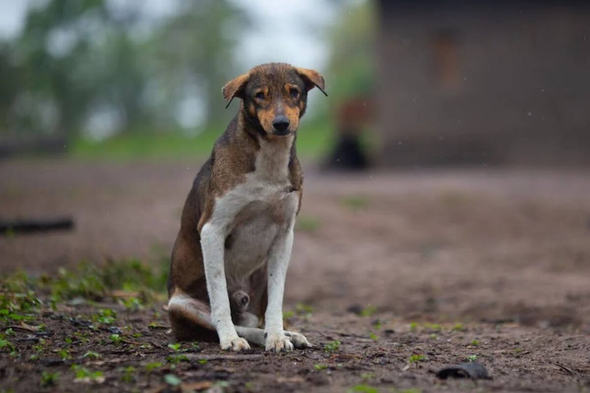 ¿Pueden los perros morir por tristeza? Experta lo aclara