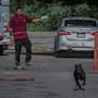 Semefo confirma que mujer murió por mordeduras tras ataque de jauría de perros en Mexicali