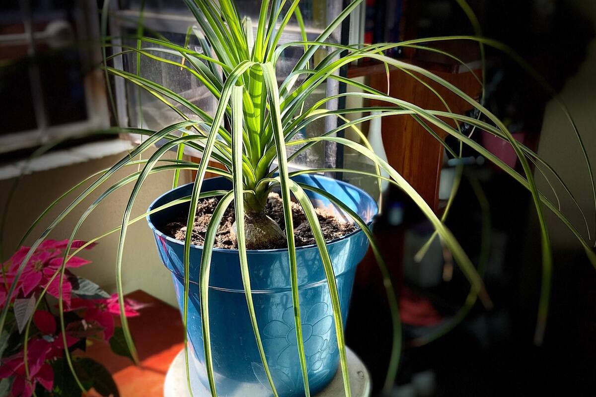 ¿Por qué la planta pata de elefante es ilegal?