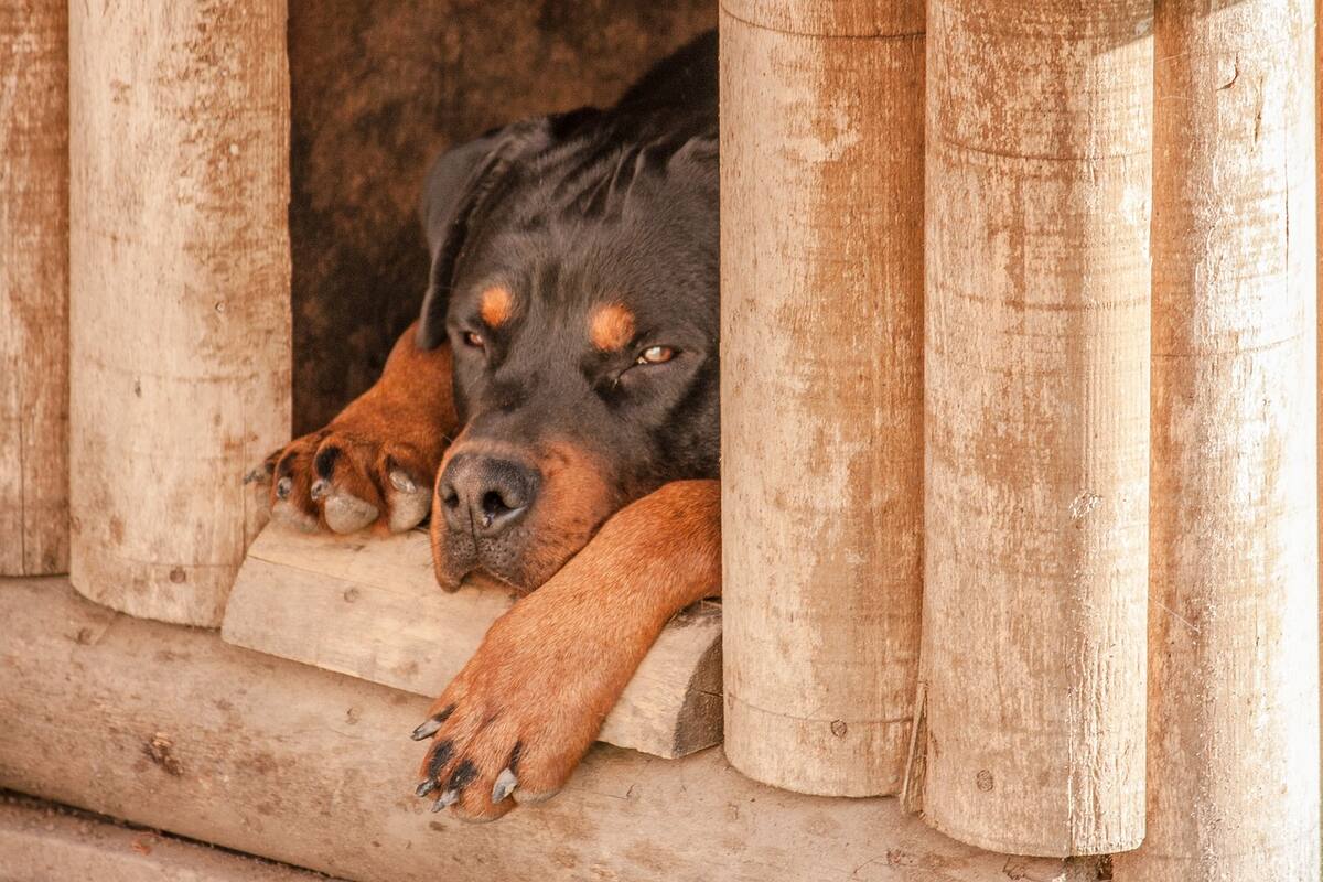 Perro de raza Rottweiler. Foto: Pixabay