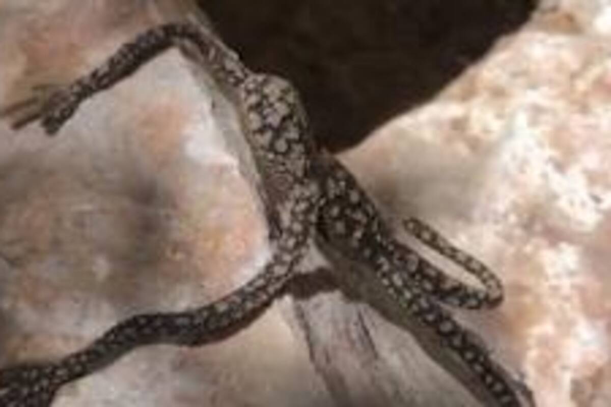 Vídeo: Una mujer descubre un misterioso animal "extraterrestre"