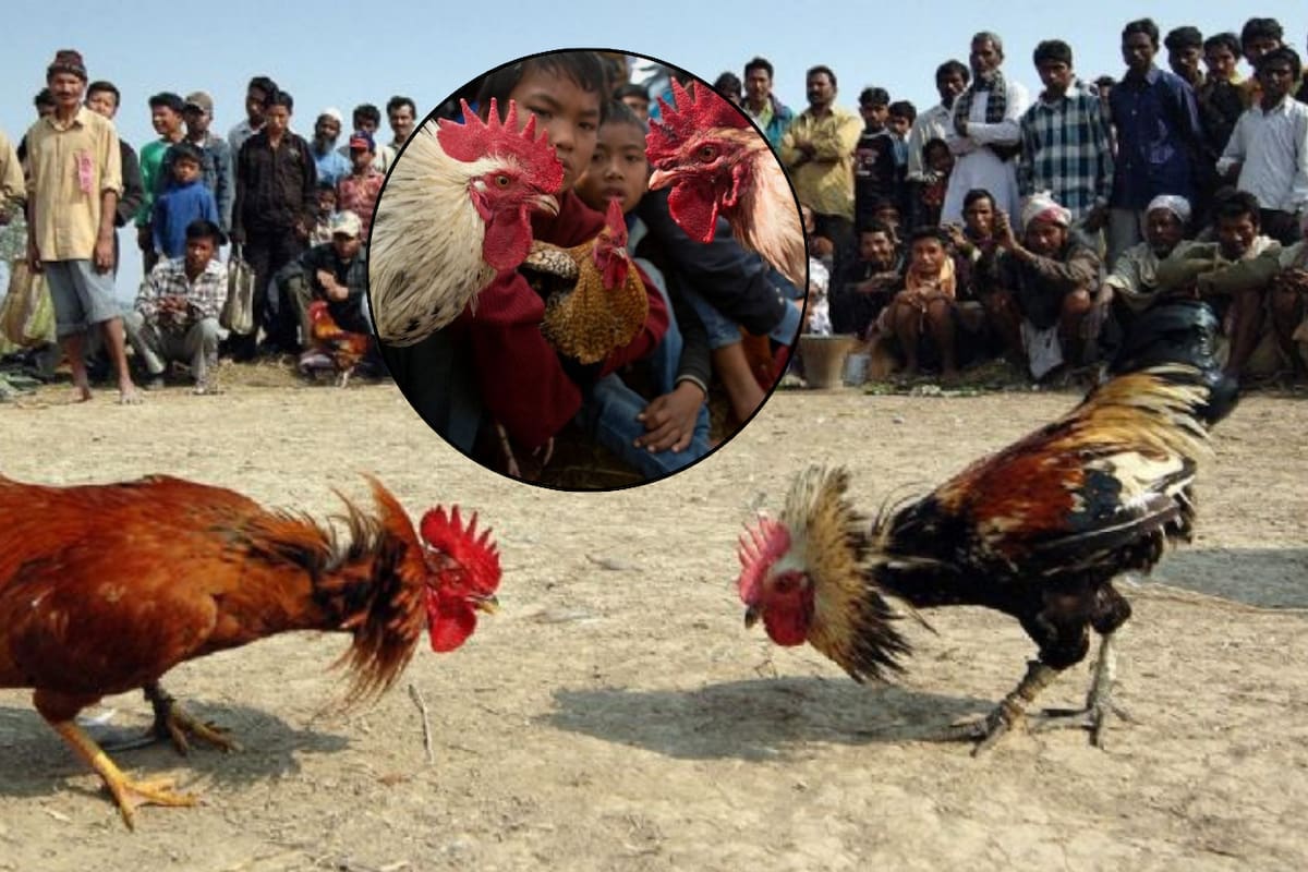 Hombre muere en una pelea de gallos tras se acuchillado accidentalmente