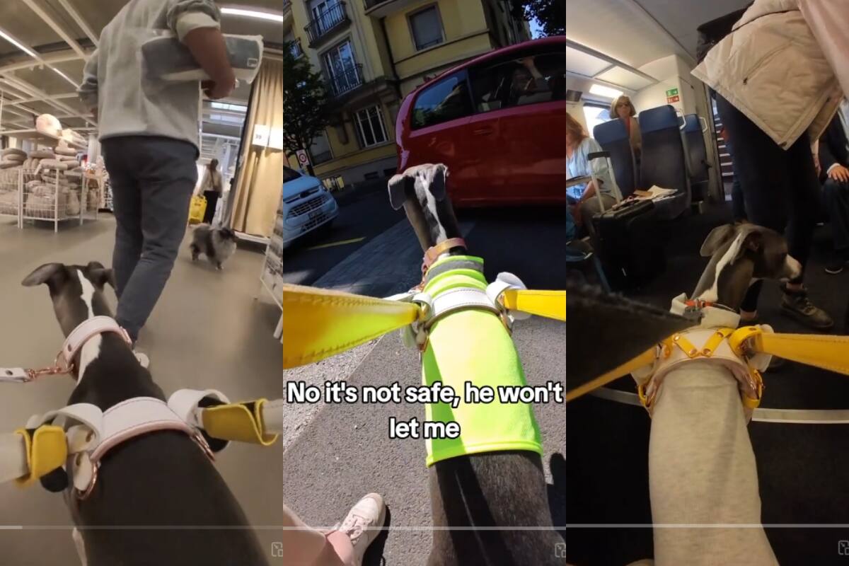 VIDEO: estas son las dificultades que enfrenta una mujer ciega con su perro de asistencia en Suiza