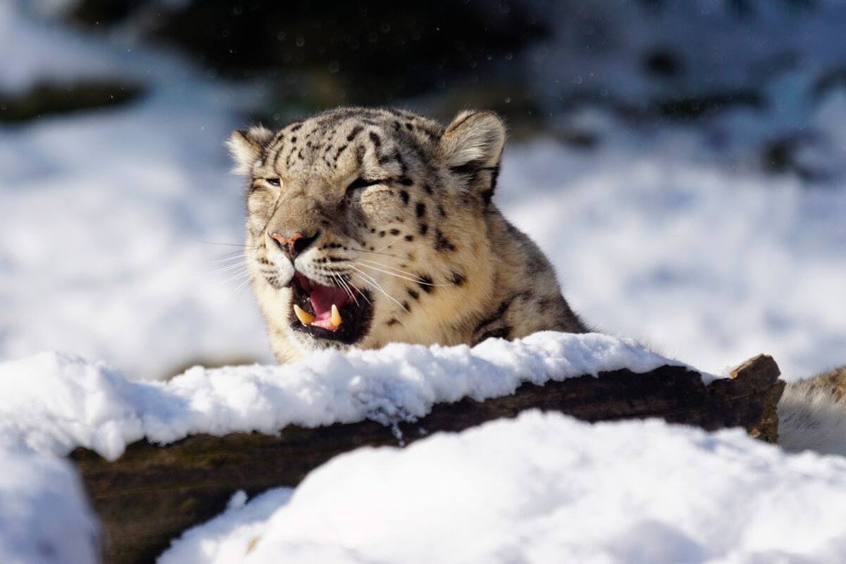 Leopardo macho deja en la nieve un 'mensaje romántico' para una hembra
