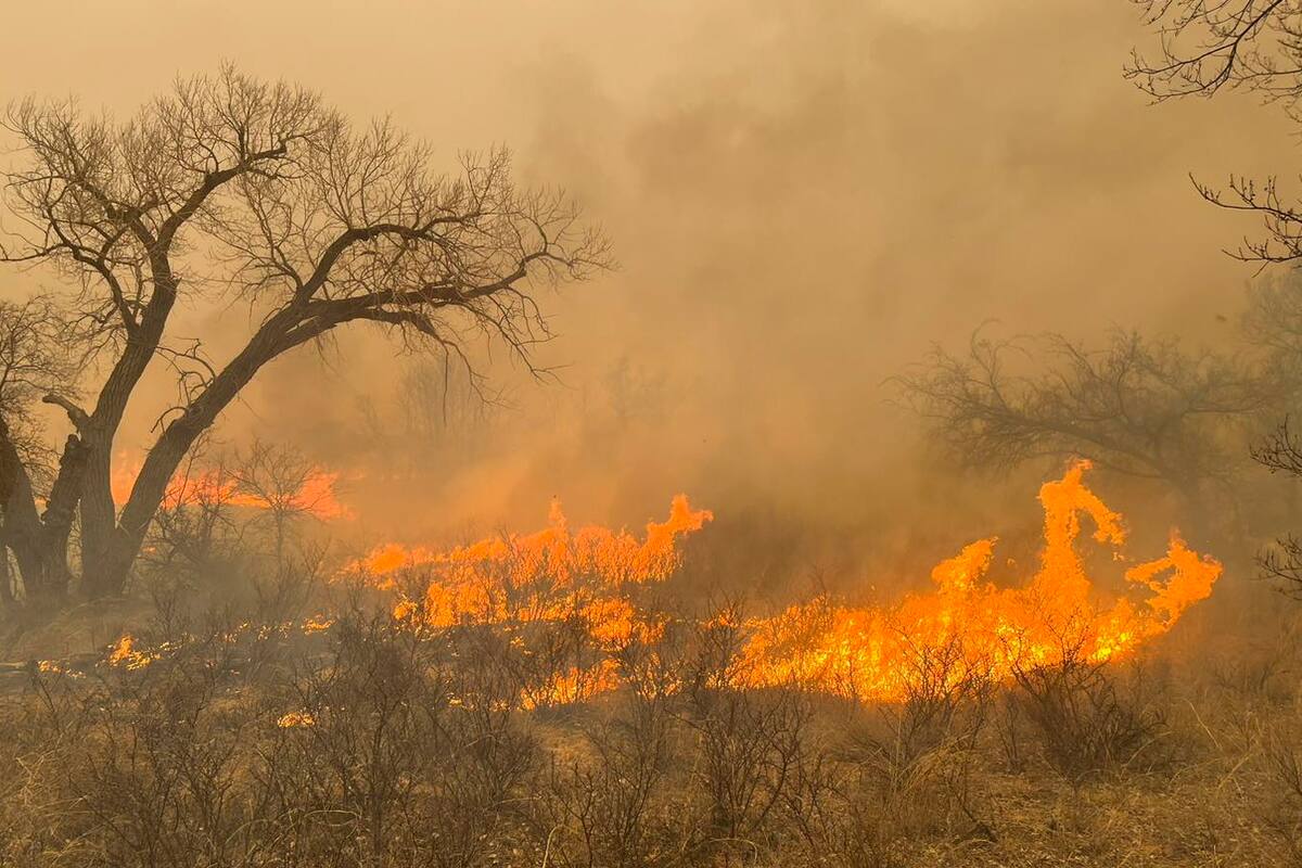 Proponen 25 años de cárcel para quien inicie incendios forestales intencionalmente