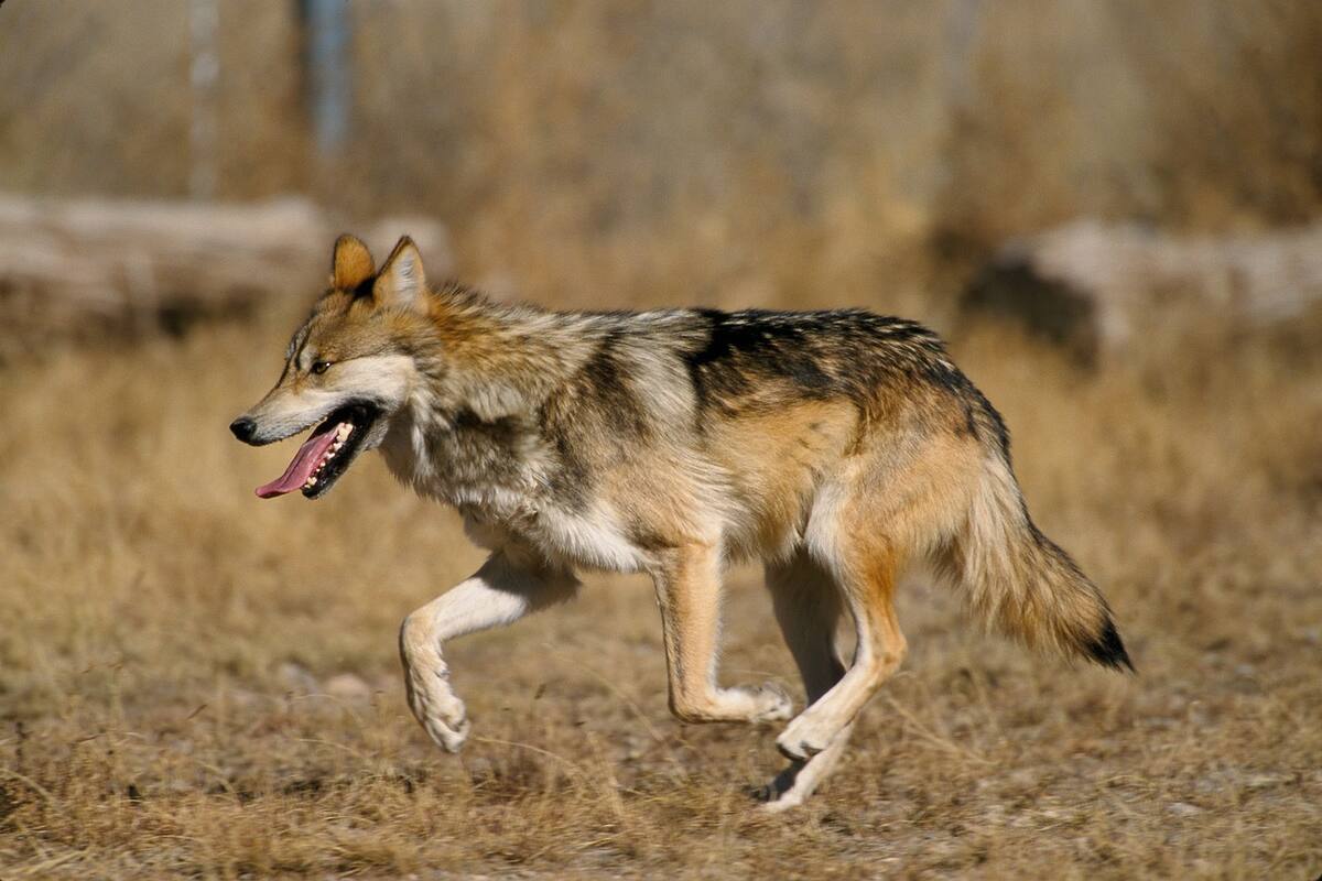 Día Internacional del Lobo: Seis datos curiosos sobre el lobo gris mexicano
