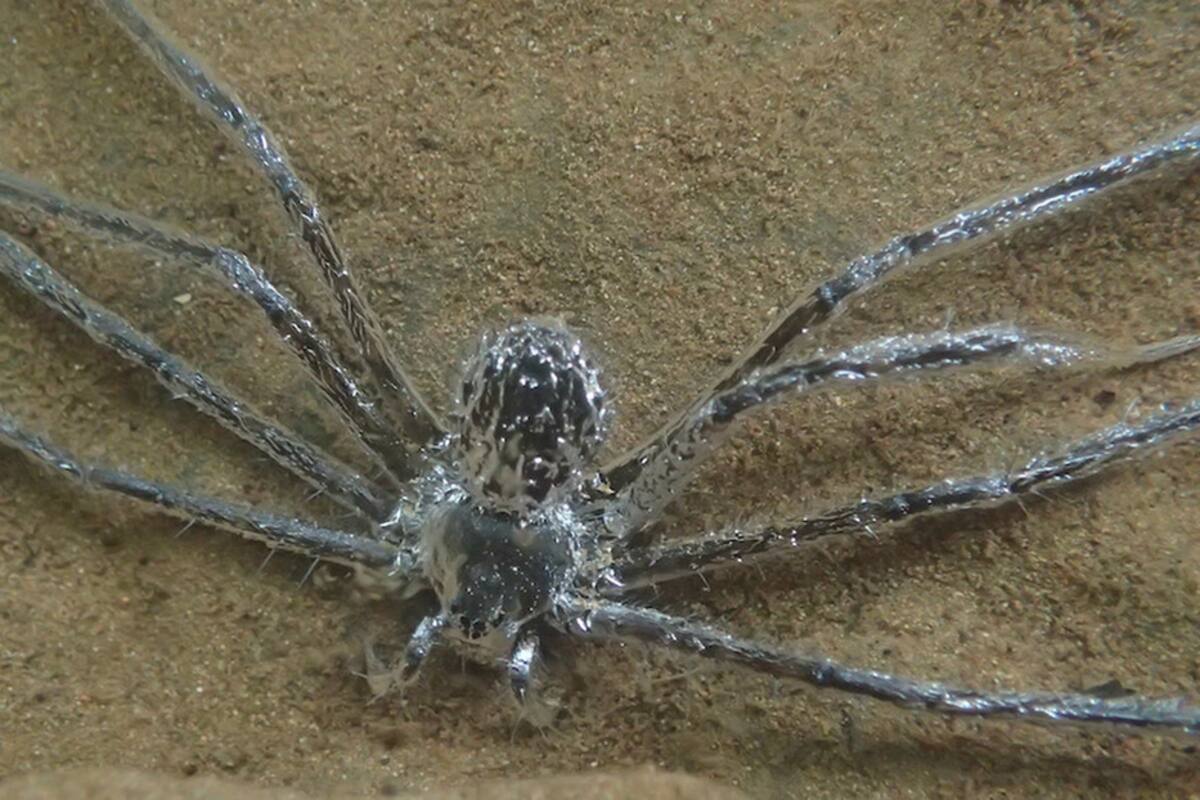 Araña crea burbujas de aire sobre su cuerpo para esconderse bajo el agua