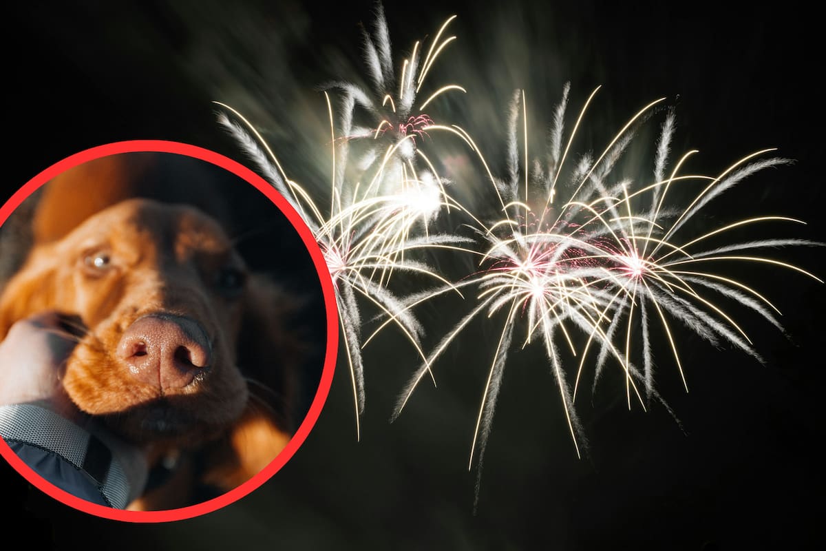 Pirotecnia en celebraciones de fin de año: riesgos reales y cómo proteger a las mascotas