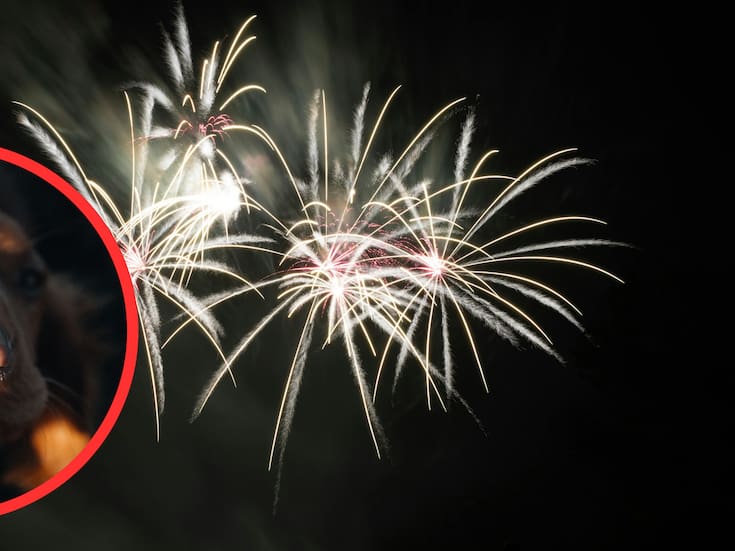 Pirotecnia en celebraciones de fin de año: riesgos reales y cómo proteger a las mascotas