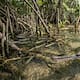 Guatemala reproduce al pejelagarto en cautiverio