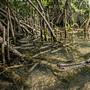 Una especie de pez con 100 millones de años de historia logra reproducirse por primera vez en cautiverio en Guatemala, cuyas crías fueron liberadas en un canal de manglares para obtener información que ayude a evitar su desaparición