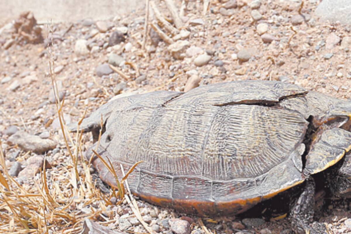 Llaman a cuidar cruce de tortugas en bulevar Río Sonora