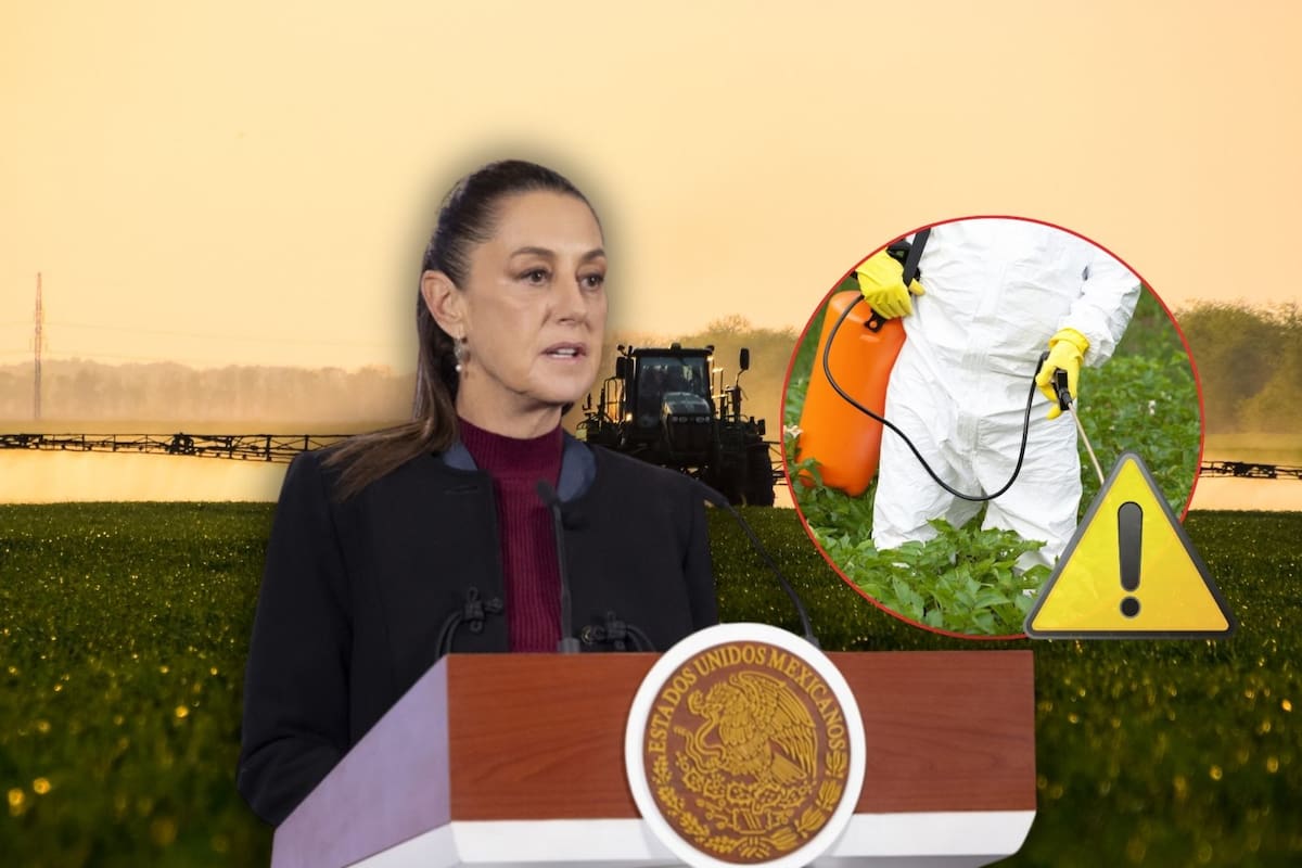 Claudia Sheinbaum reconoce que México aún no tiene un sustituto del glifosato y admite que “todavía falta”