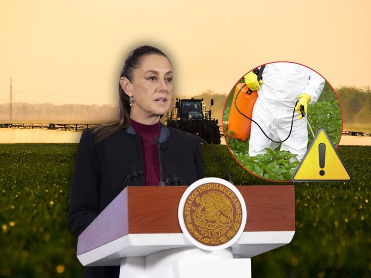 Claudia Sheinbaum reconoce que México aún no tiene un sustituto del glifosato y admite que “todavía falta”