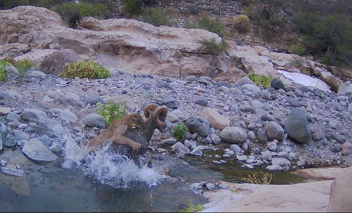 El Valle de los Cirios es considerado Área de Protección de Flora y Fauna desde el 2 de junio de 1980. Foto: Cortesía