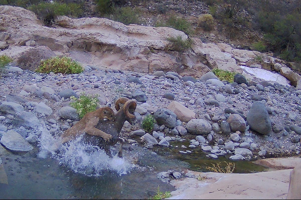 Captan a puma cazando a borrego cimarrón en San Quintín