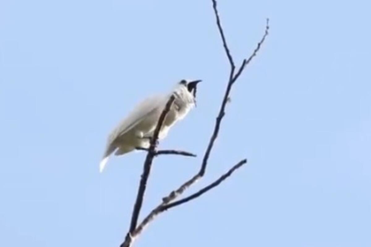 VIDEO: El pájaro con el canto más ruidoso del mundo