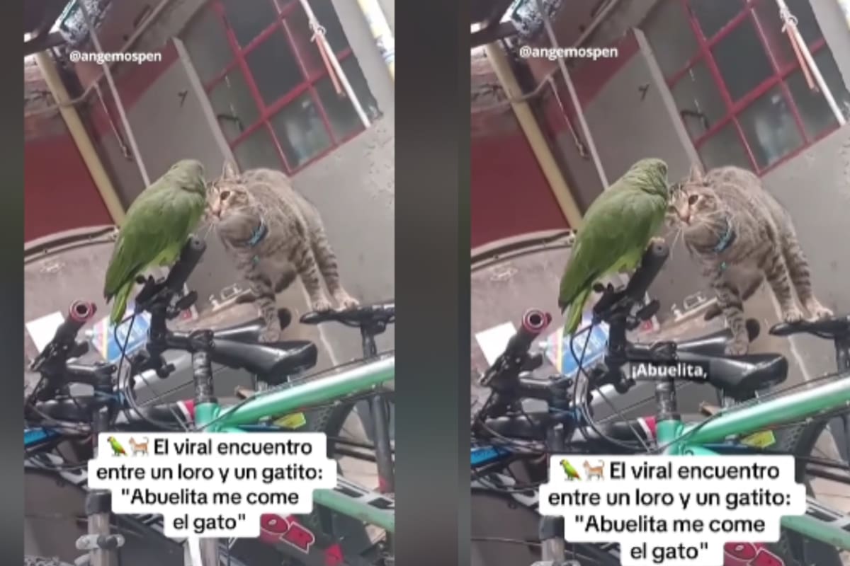 “Abuelita, me come el gato”: Loro y gato protagonizan un divertido momento