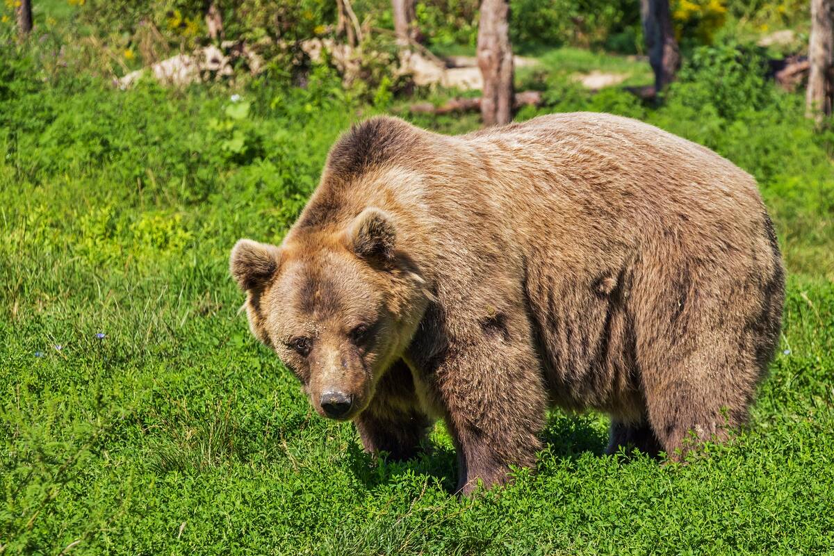 Matan a oso gris tras ataque letal a campista en Montana, EU