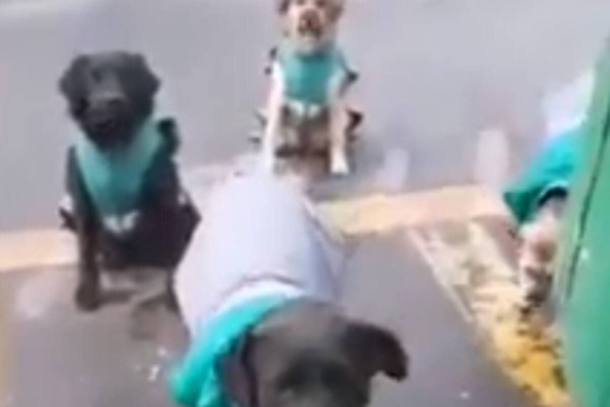 Oferta de empleo para perritos en situación de calle: Empresa de transporte chilena los contrata para acompañar a choferes