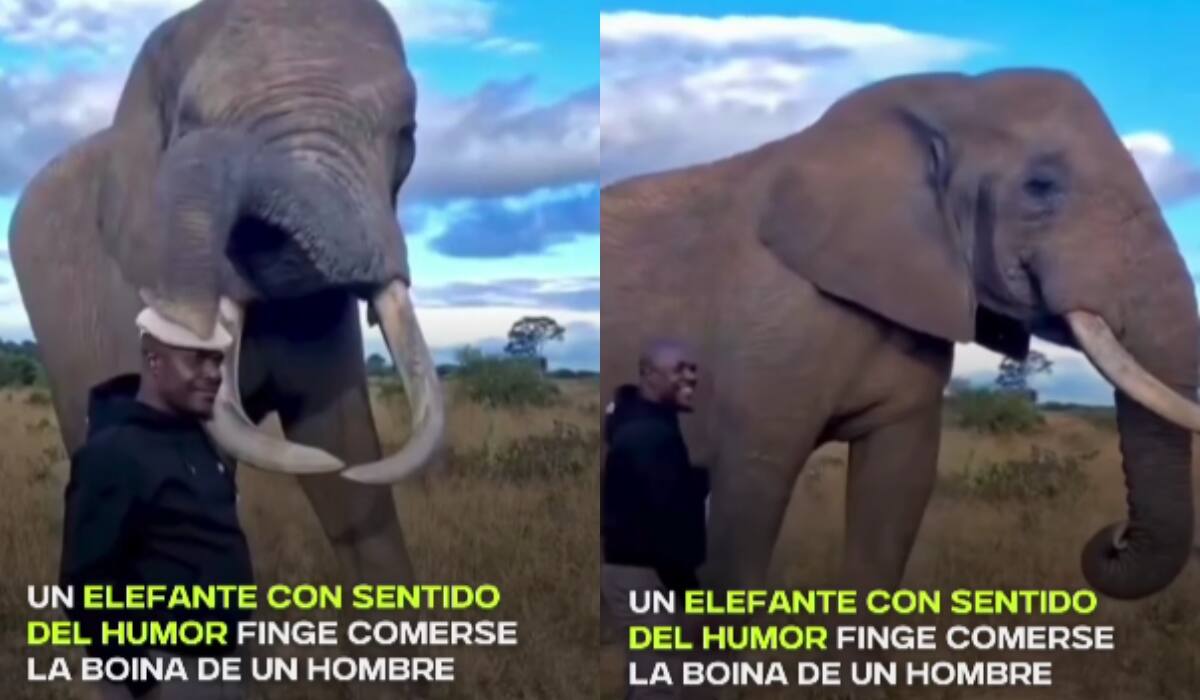 "¡Tiene sentido del humor!": Elefante finge comerse el sombrero de un hombre, pero al final se lo devuelve