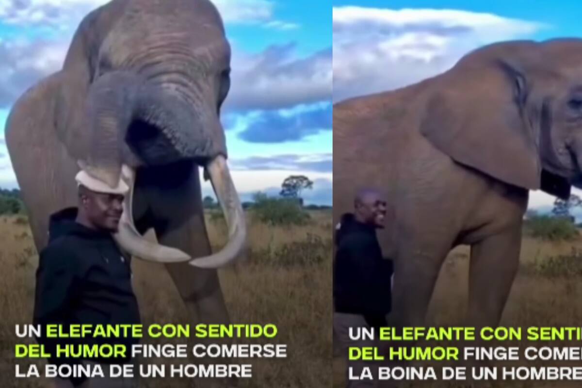 “¡Tiene sentido del humor!”: Elefante finge comerse el sombrero de un hombre, pero al final se lo devuelve