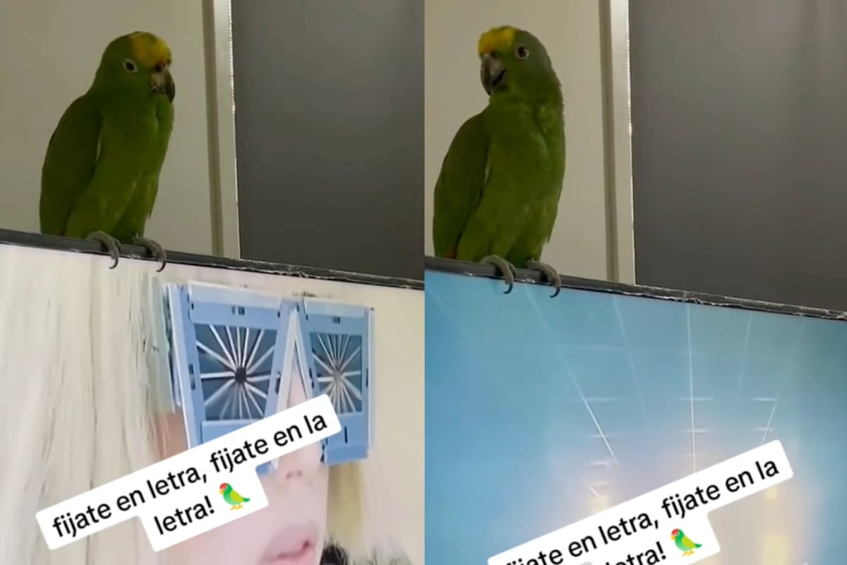 ¡Loro conquista el internet al cantar “Bad Romance” de Lady Gaga! | TikTok