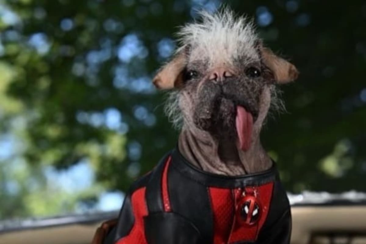 Dogpool: ¿Quién es el perrito que le dará vida a este peculiar personaje en Deadpool & Wolverine?