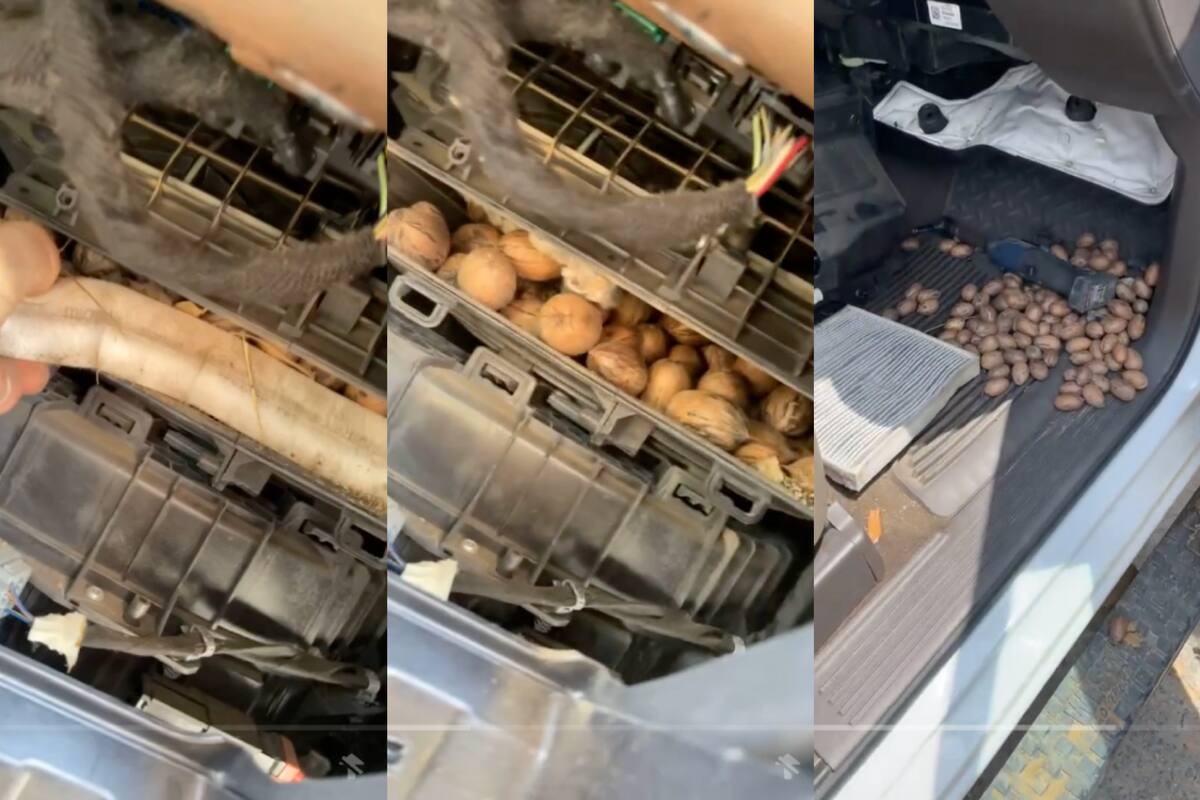 Hombre queda sorprendido al ver que una ardilla utilizó su auto como almacén de nueces | VIRAL