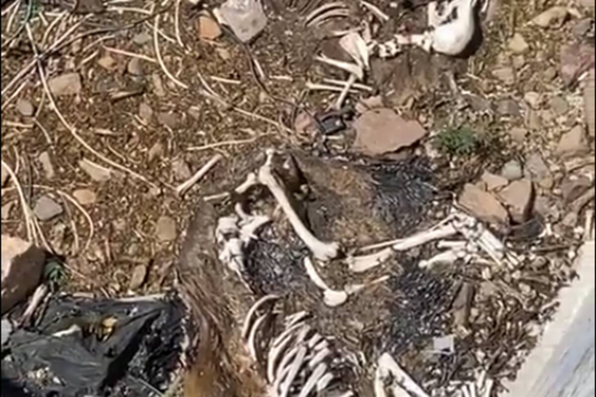 Fosa de perros; violencia alcanza a animales en Guanajuato