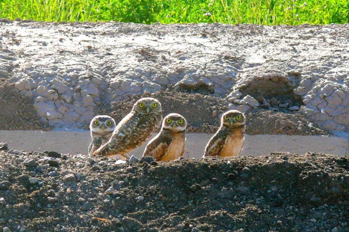 Lechuzas llaneras, sanas y en crecimiento, en los valles Imperial y Coachella
