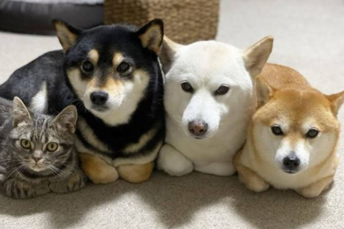 Kitty, la gatita que vive con tres perros y se comporta como ellos