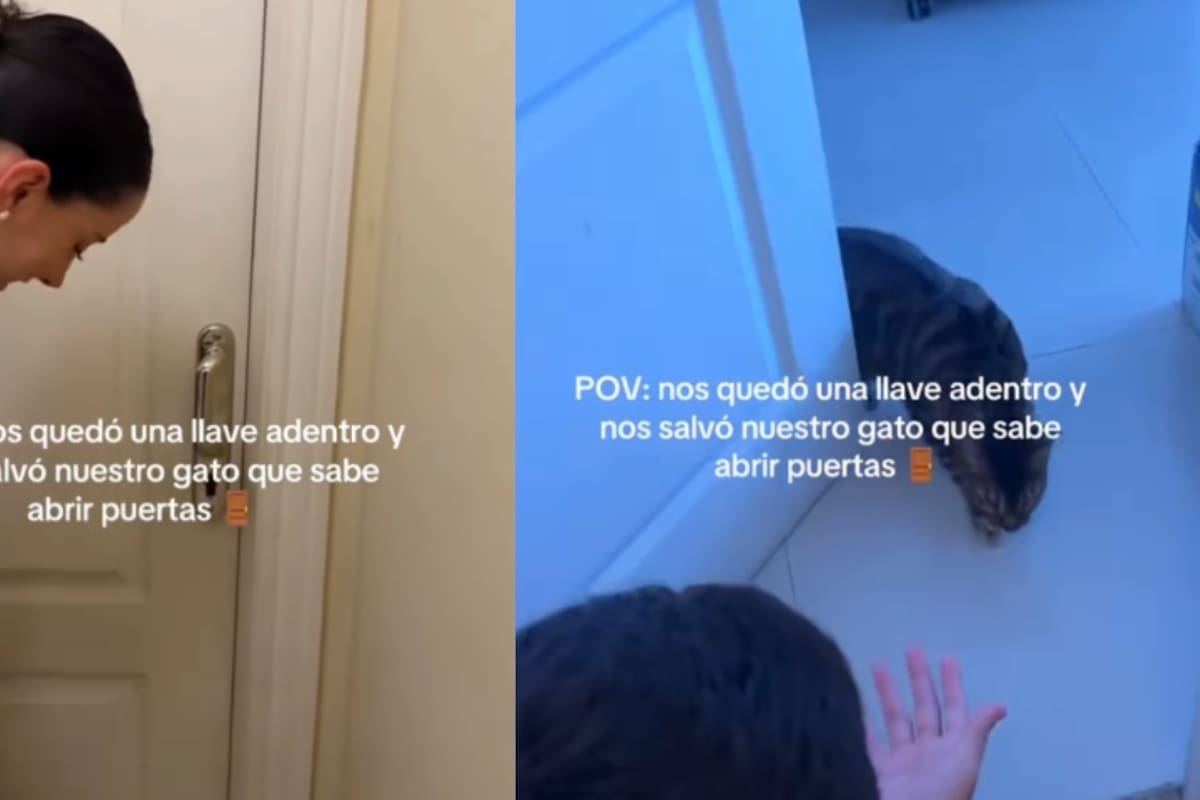 Gato héroe: Pareja olvida las llaves y su mascota les abre la puerta