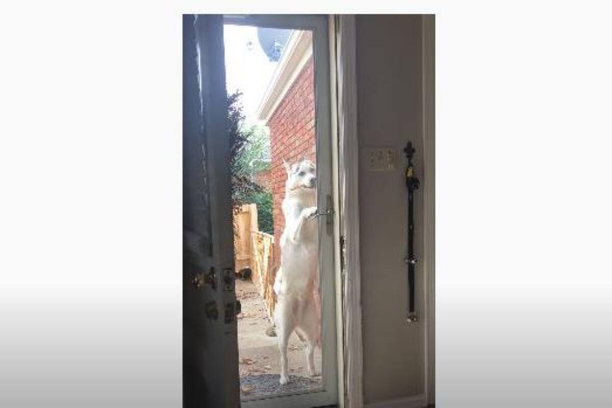 VIDEO: Perro logra abrir y cerrar la puerta de la casa de sus dueños y logra escaparse