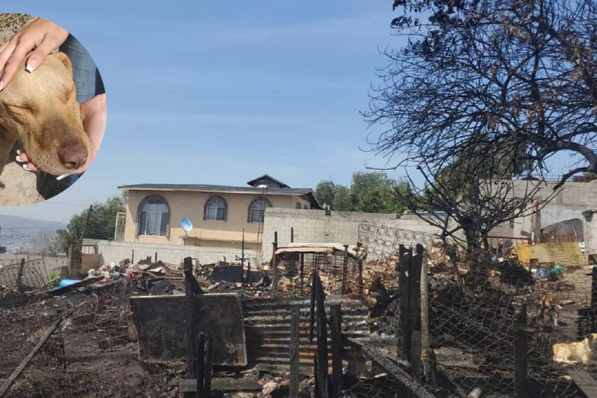 Busca reconstruir su hogar y el de sus perros tras incendio