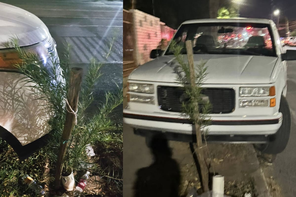 Reclaman a asistentes a las Fiestas del Pitic por estacionarse sobre árboles que colectivos recién plantaron alrededor de la Unison