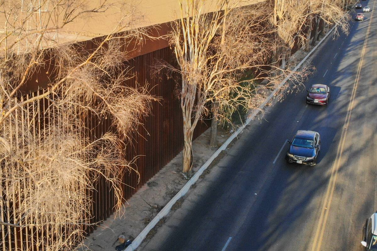 Realizarán tala de árboles en la avenida Colón; habrá cierre parcial