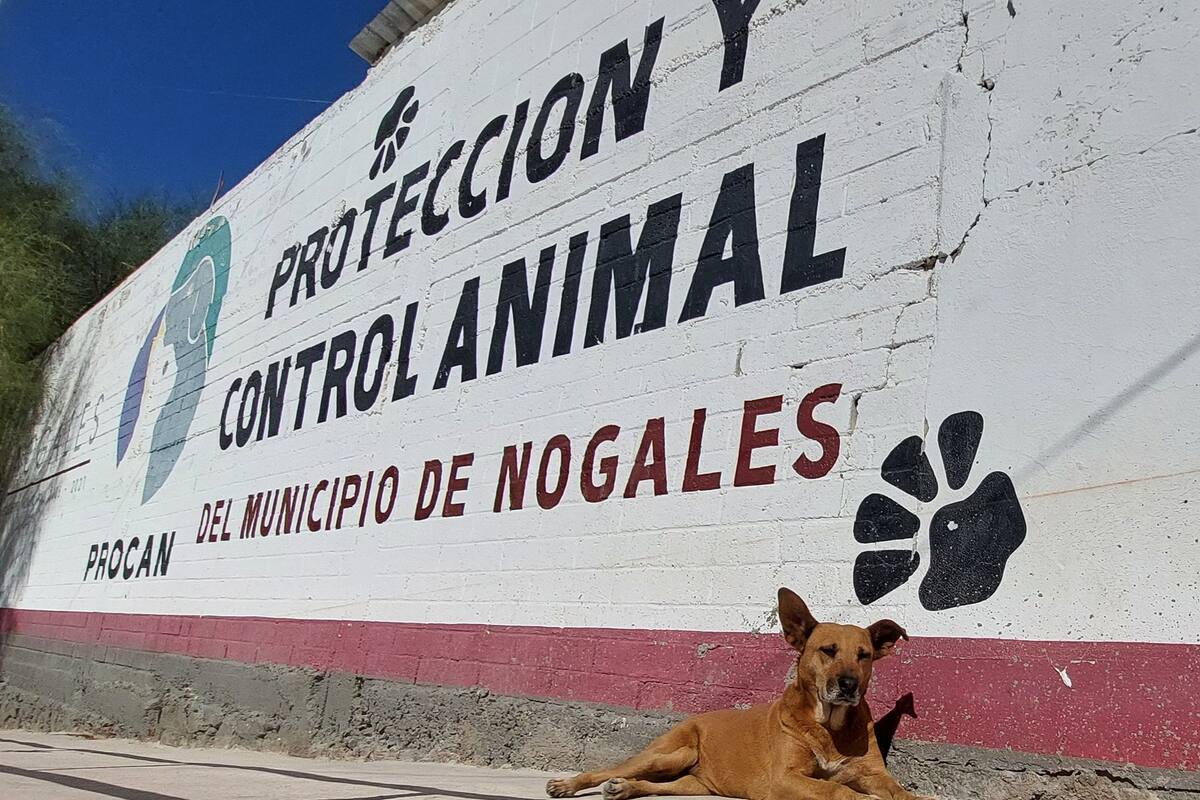 Existe sobrepoblación de perros callejeros en Nogales: Veterinaria