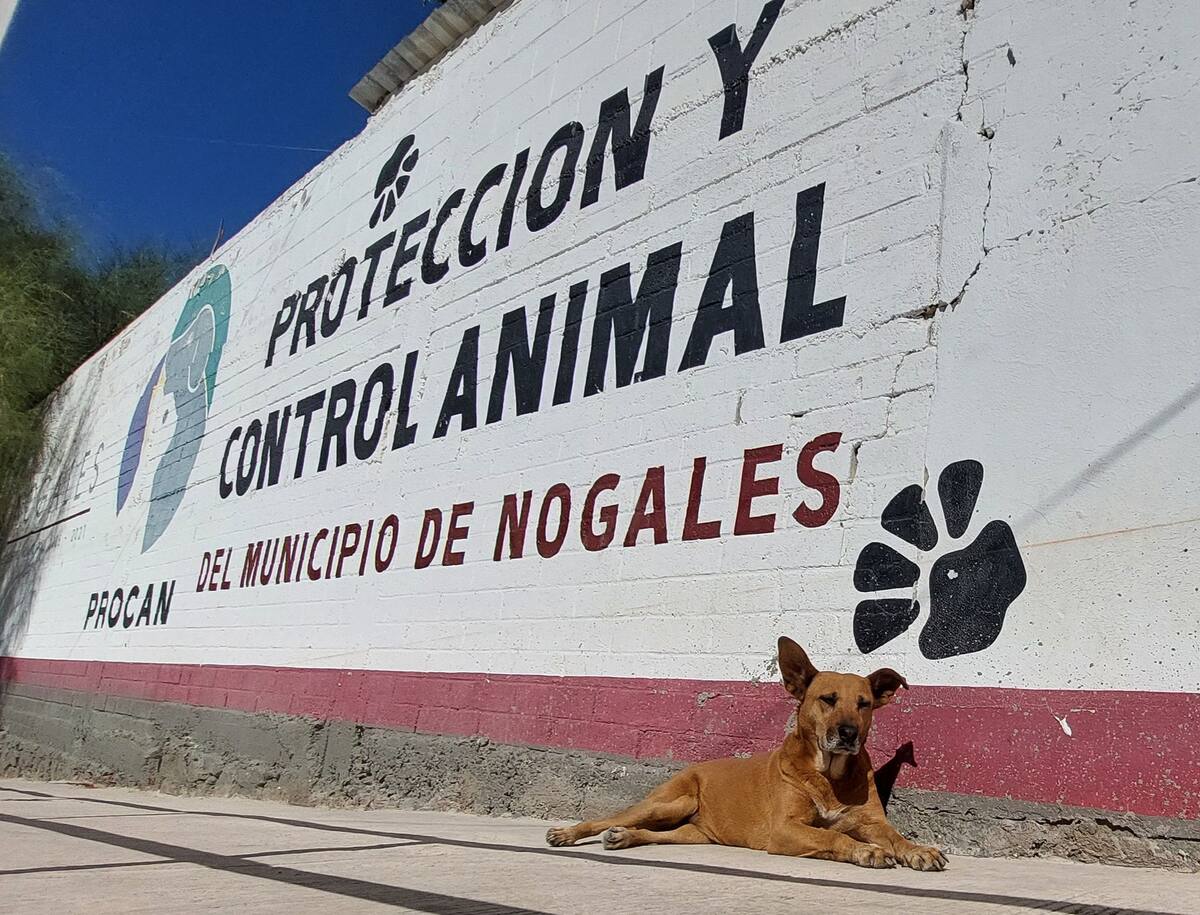 Aumento de perros callejeros en Nogales. Foto: Manuel Jimenez