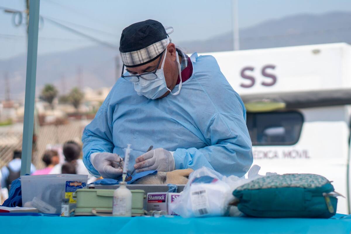 Secretaría de salud ofrece esterilizaciones para perros y gatos