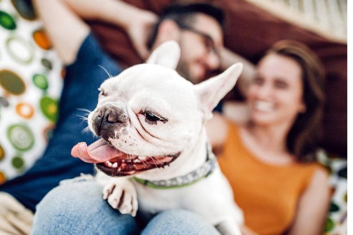 PETA considera ofensivo llamar "mascota" a tu perro;pide no hacerlo
