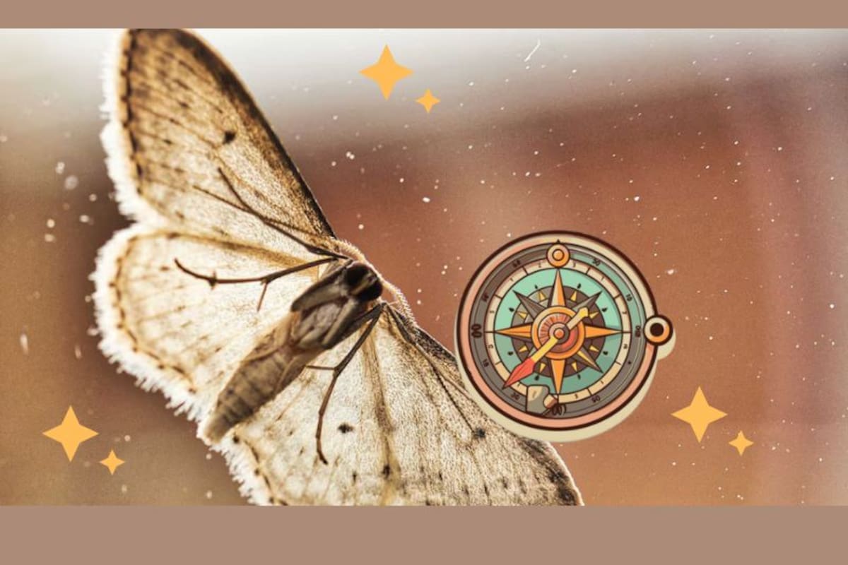 Las polillas que se orientan con las estrellas: un sistema de navegación digno de los antiguos marineros